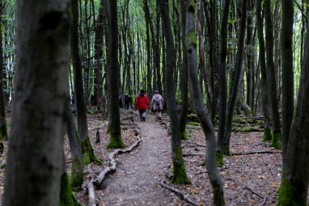 Dannenrod Forest forestwalk 2020-10-04 45