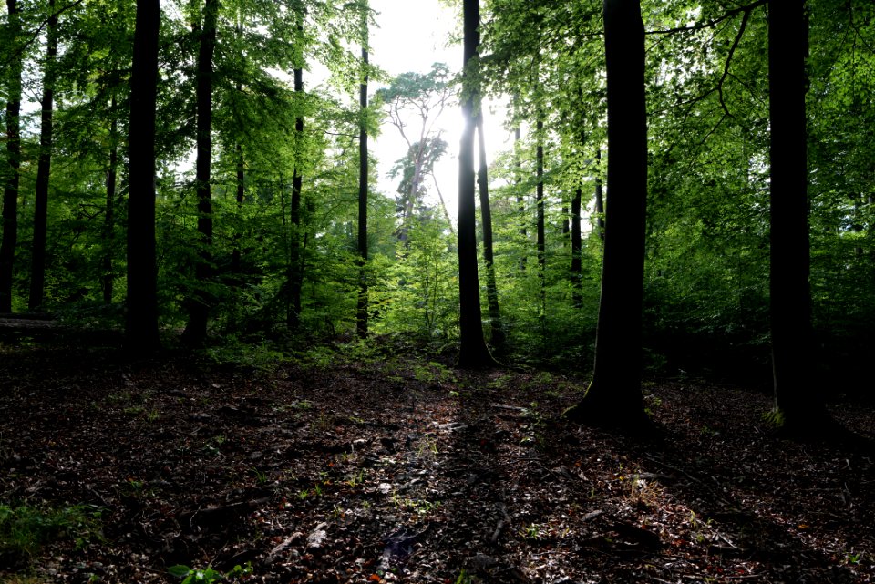 Dannenrod Forest 2020-10-04 70