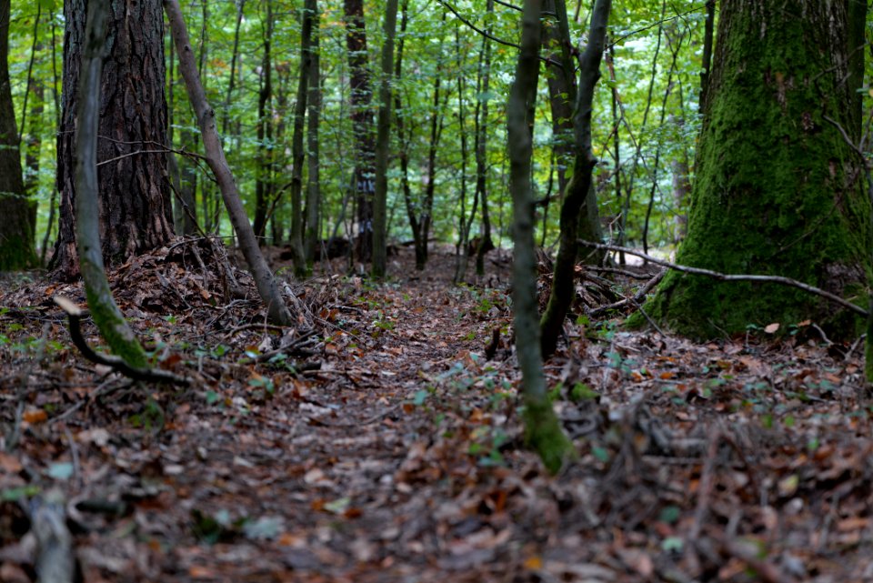 Dannenrod forest 2020-10-08 02