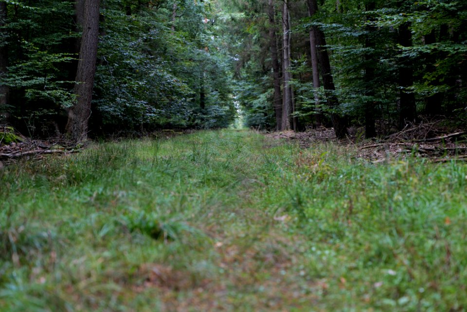 Dannenrod forest 2020-10-08 19