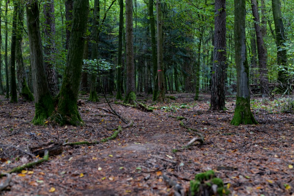 Dannenrod forest 2020-10-08 03