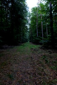 Dannenrod forest 2020-10-08 16