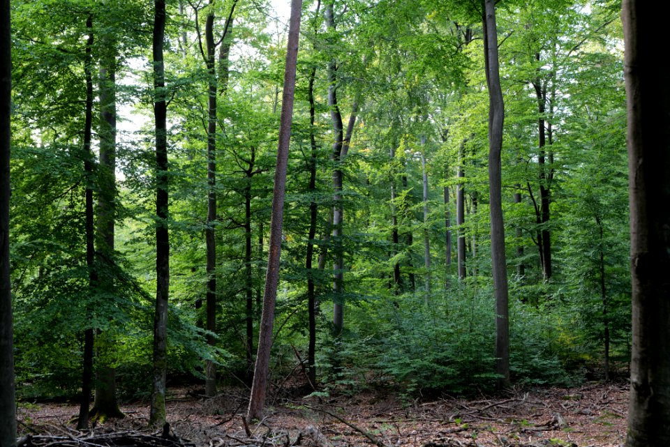 Dannenrod Forest 2020-10-04 68