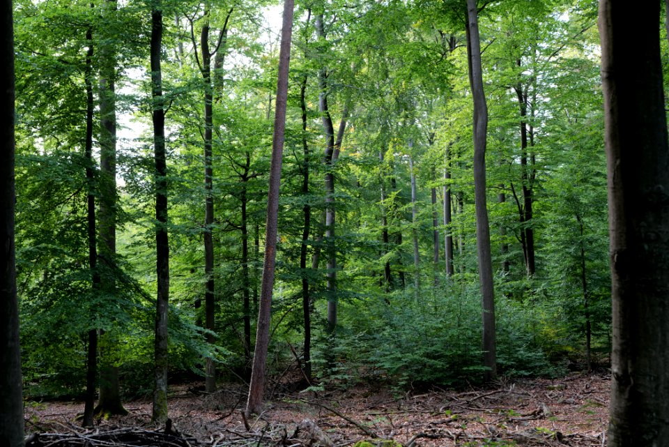 Dannenrod Forest 2020-10-04 67