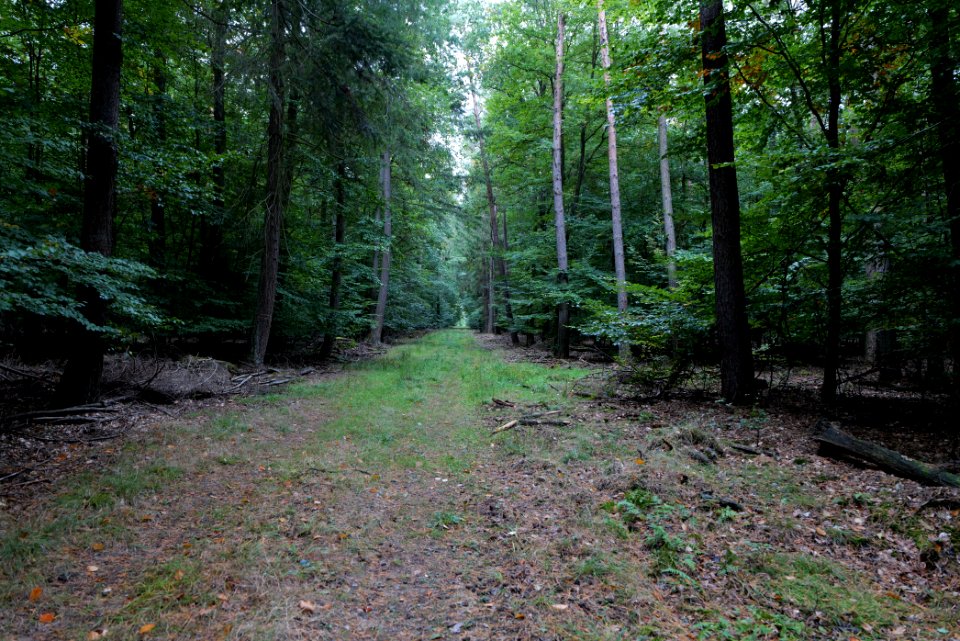 Dannenrod forest 2020-10-08 14