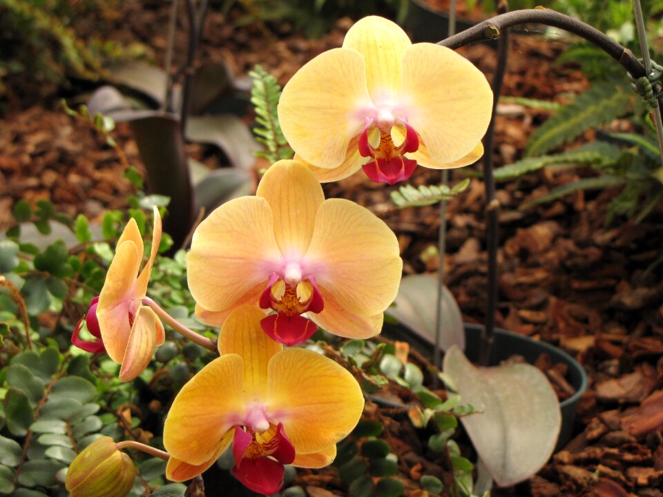 Botanic nature orchid