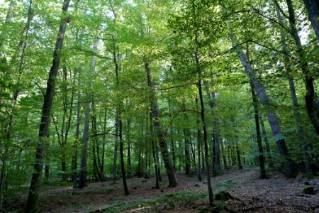Dannenrod Forest 2020-10-04 26