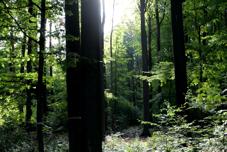 Dannenrod Forest 2020-10-04 35
