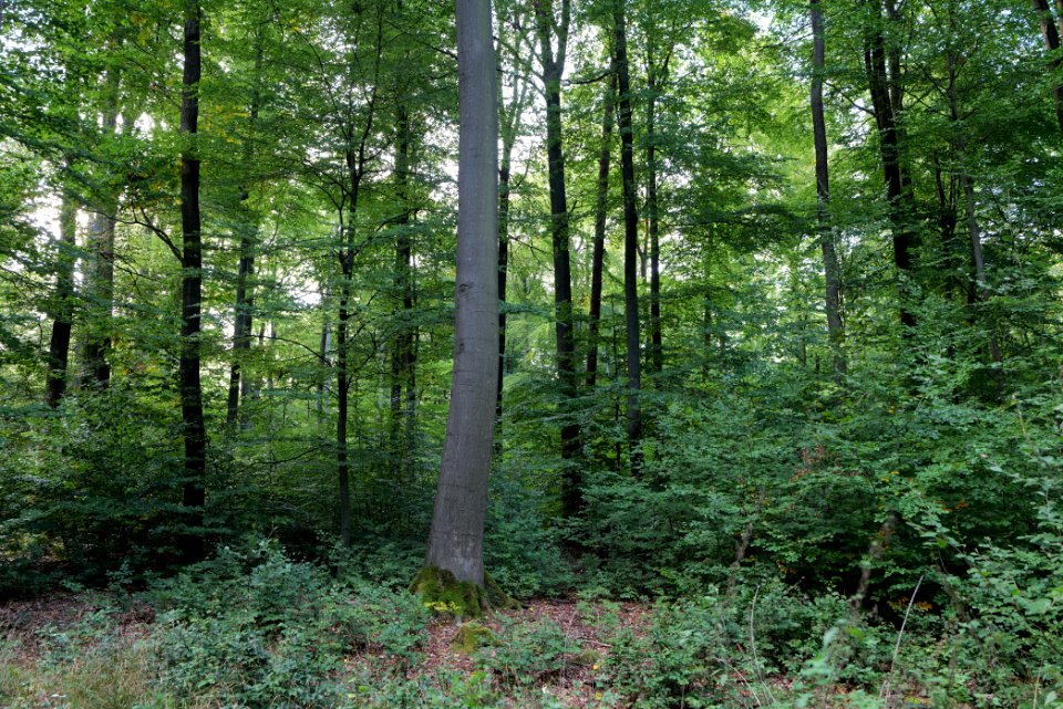 Dannenrod Forest 2020-10-04 57