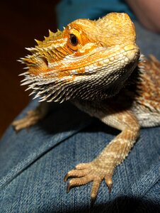 Lizard animals pogona vitticeps