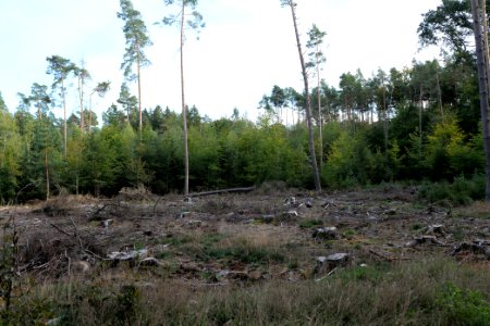 Dannenrod Forest 2020-10-04 52
