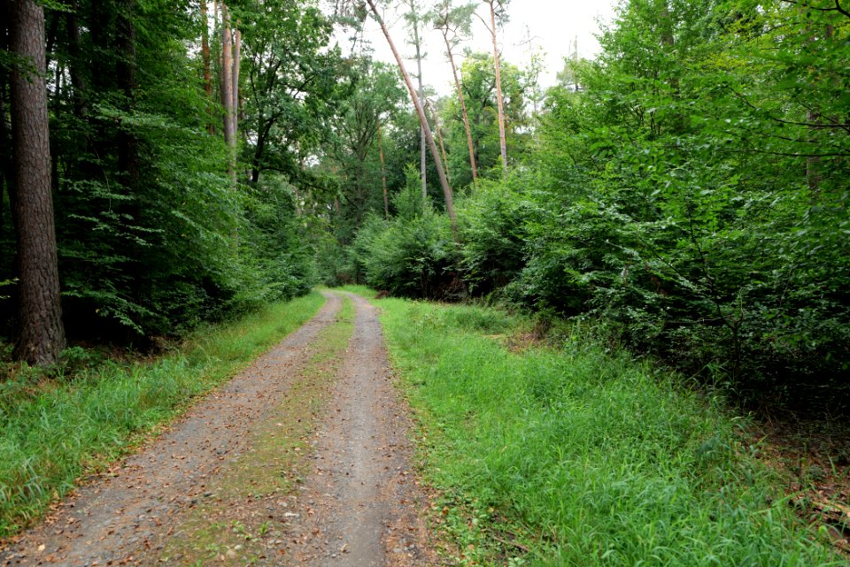 Dannenrod Forest 2020-08-21 14