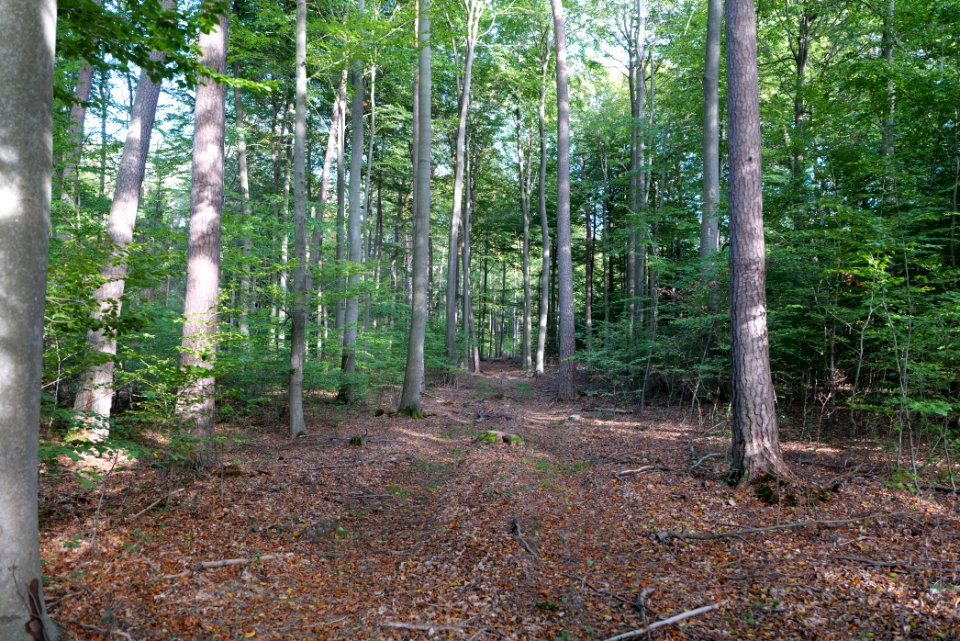 Dannenrod Forest 2020-10-04 49