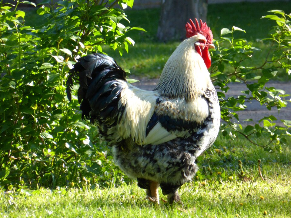 Feather farm animal