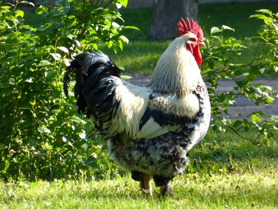 Feather farm animal