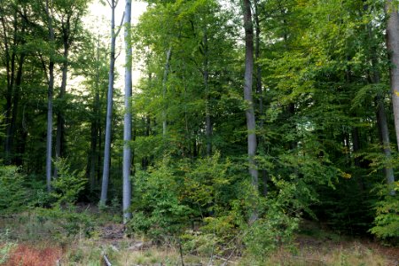 Dannenrod Forest 2020-10-04 55