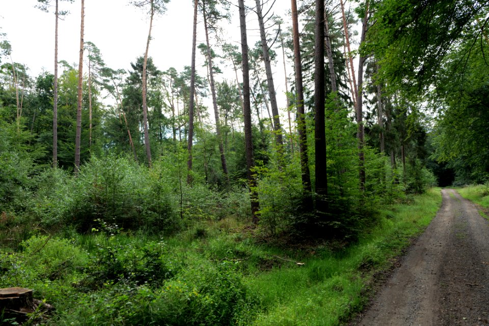 Dannenrod Forest 2020-08-21 06