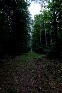 Dannenrod forest 2020-10-08 18
