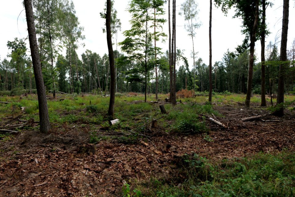 Dannenrod Forest 2020-08-21 41