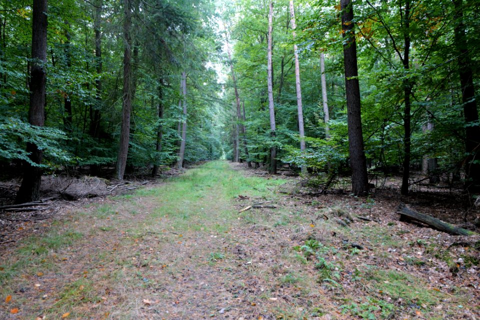 Dannenrod forest 2020-10-08 13