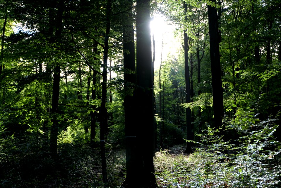 Dannenrod Forest 2020-10-04 38