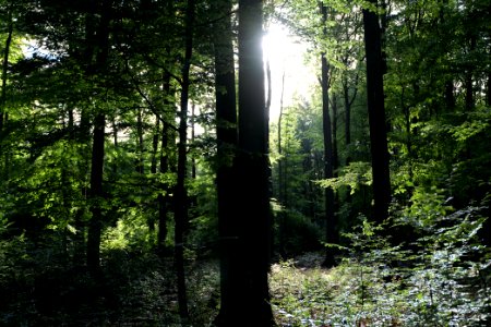 Dannenrod Forest 2020-10-04 38
