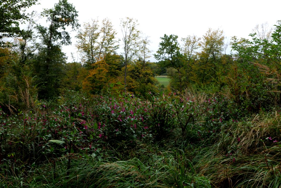 Dannenrod forest 2020-10-08 10