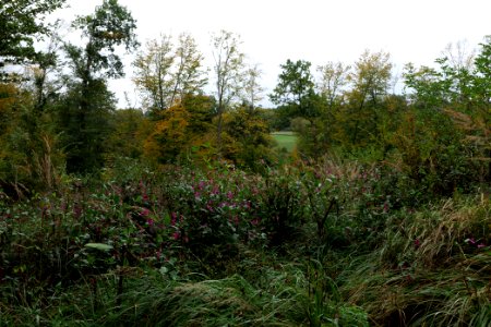 Dannenrod forest 2020-10-08 10