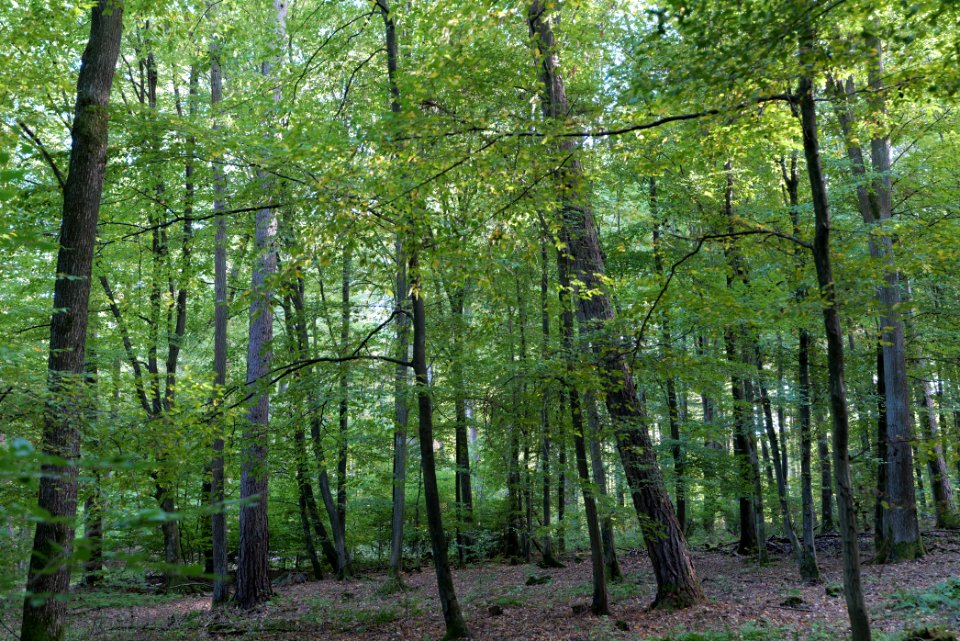 Dannenrod Forest 2020-10-04 33