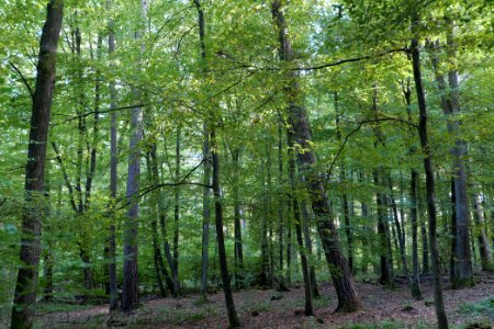 Dannenrod Forest 2020-10-04 33