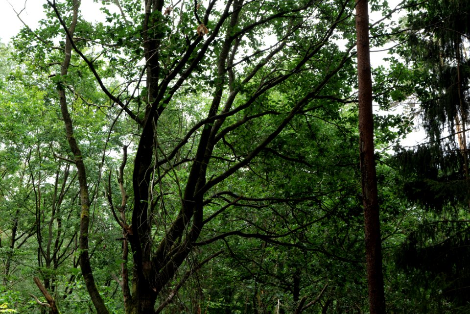 Dannenrod Forest 2020-08-21 47