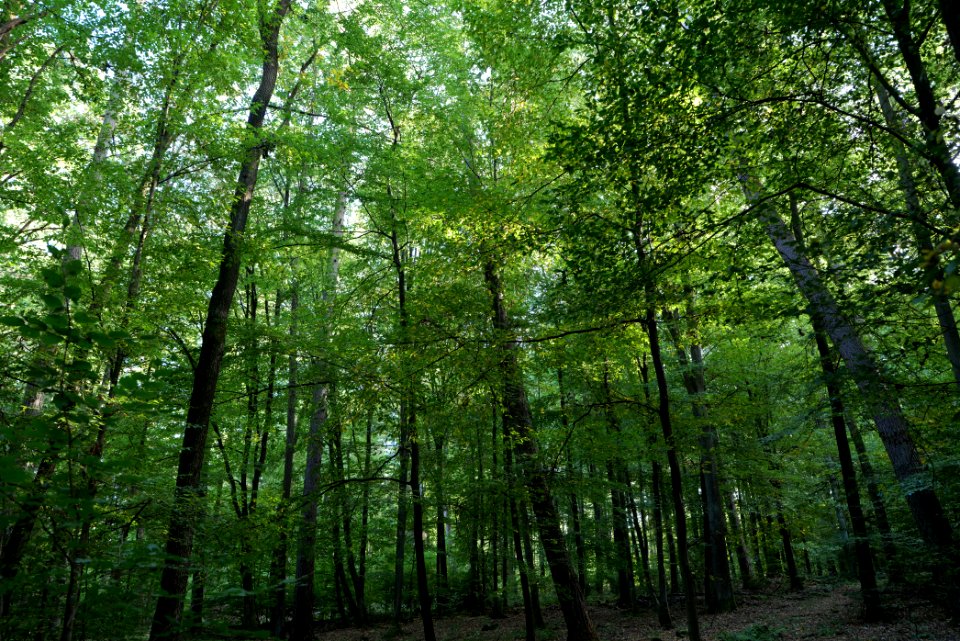 Dannenrod Forest 2020-10-04 31