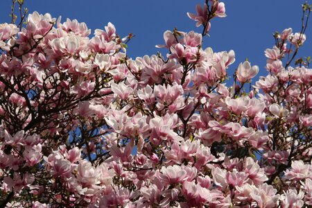 Magnolia tree frühlingsblüher photo