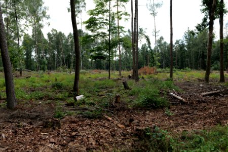Dannenrod Forest 2020-08-21 43
