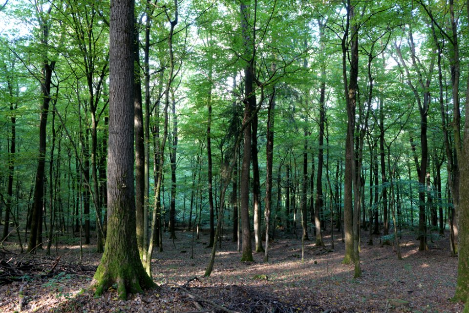 Dannenrod Forest 2020-10-04 13