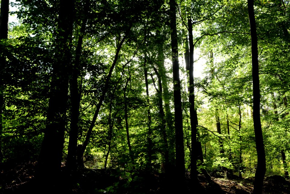 Dannenrod Forest 2020-10-04 22
