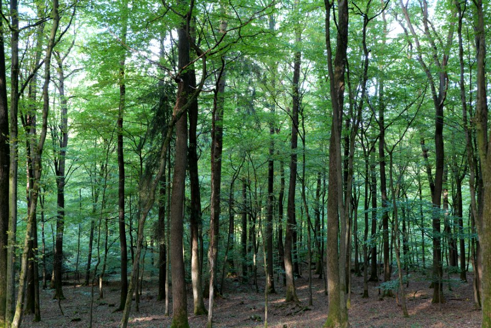 Dannenrod Forest 2020-10-04 11