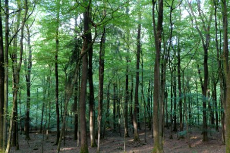 Dannenrod Forest 2020-10-04 11