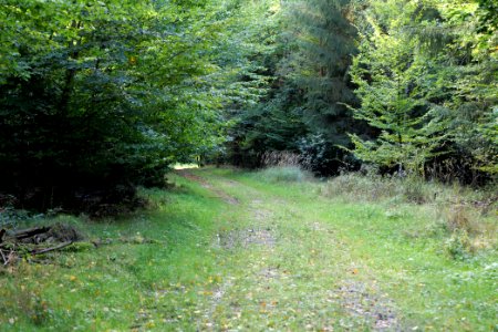 Dannenrod Forest 2020-10-04 05
