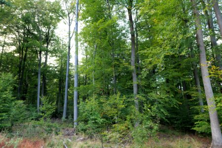 Dannenrod Forest 2020-10-04 54