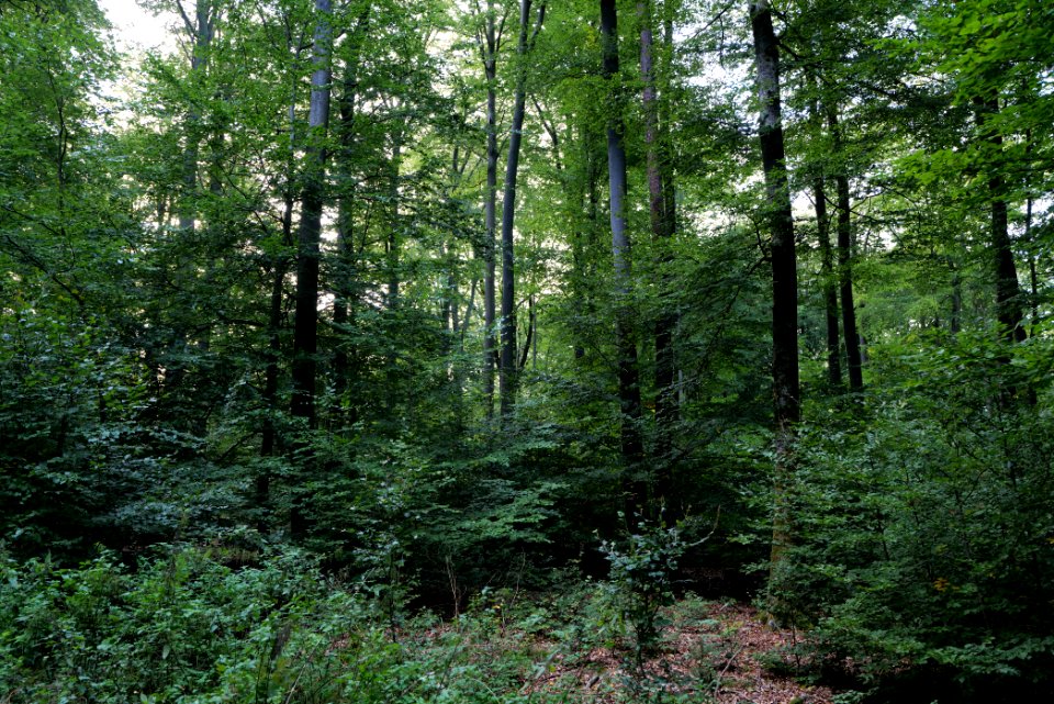 Dannenrod Forest 2020-10-04 58
