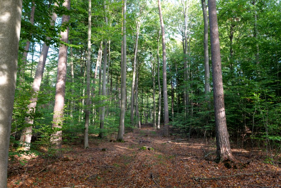 Dannenrod Forest 2020-10-04 48