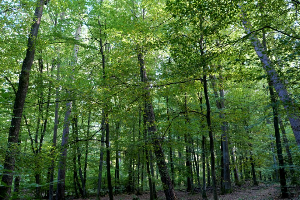 Dannenrod Forest 2020-10-04 27