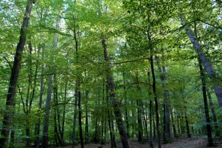 Dannenrod Forest 2020-10-04 27