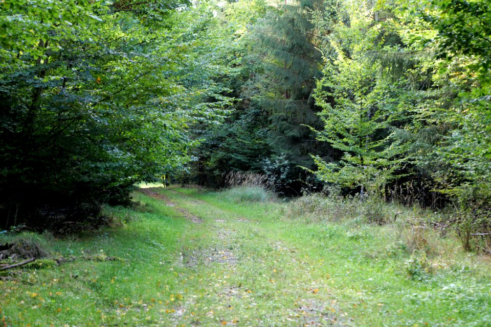Dannenrod Forest 2020-10-04 06