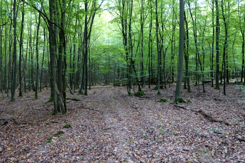 Dannenrod Forest 2020-10-04 60