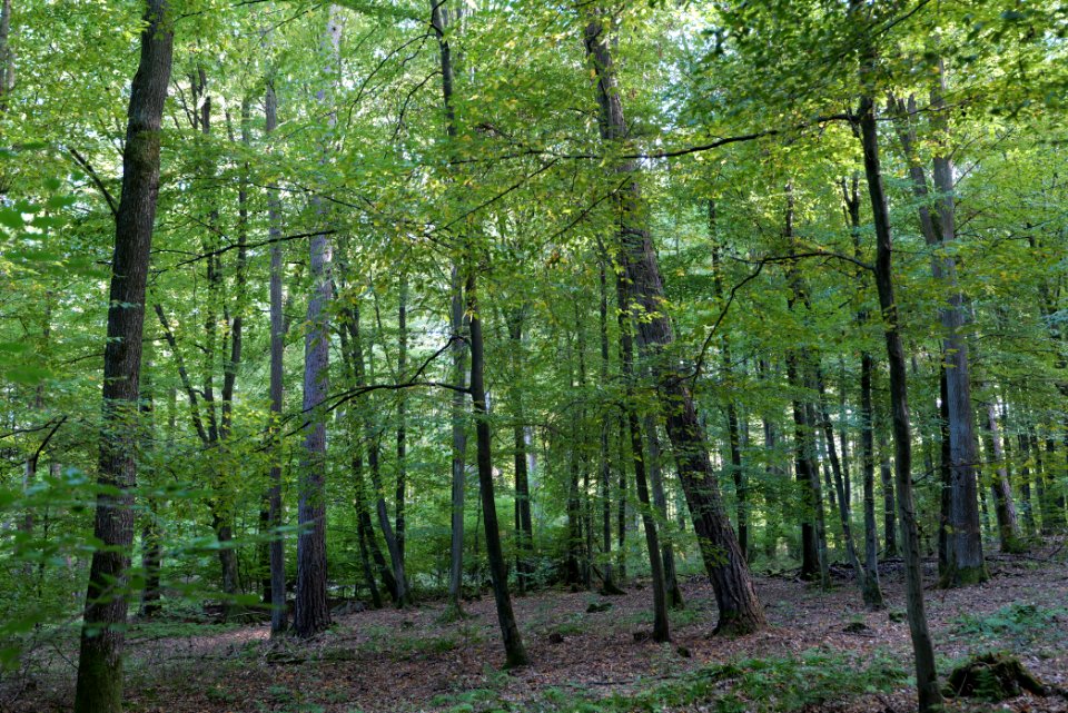 Dannenrod Forest 2020-10-04 34