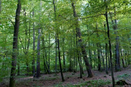 Dannenrod Forest 2020-10-04 34