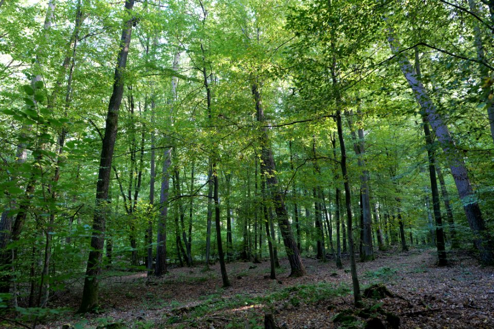 Dannenrod Forest 2020-10-04 29