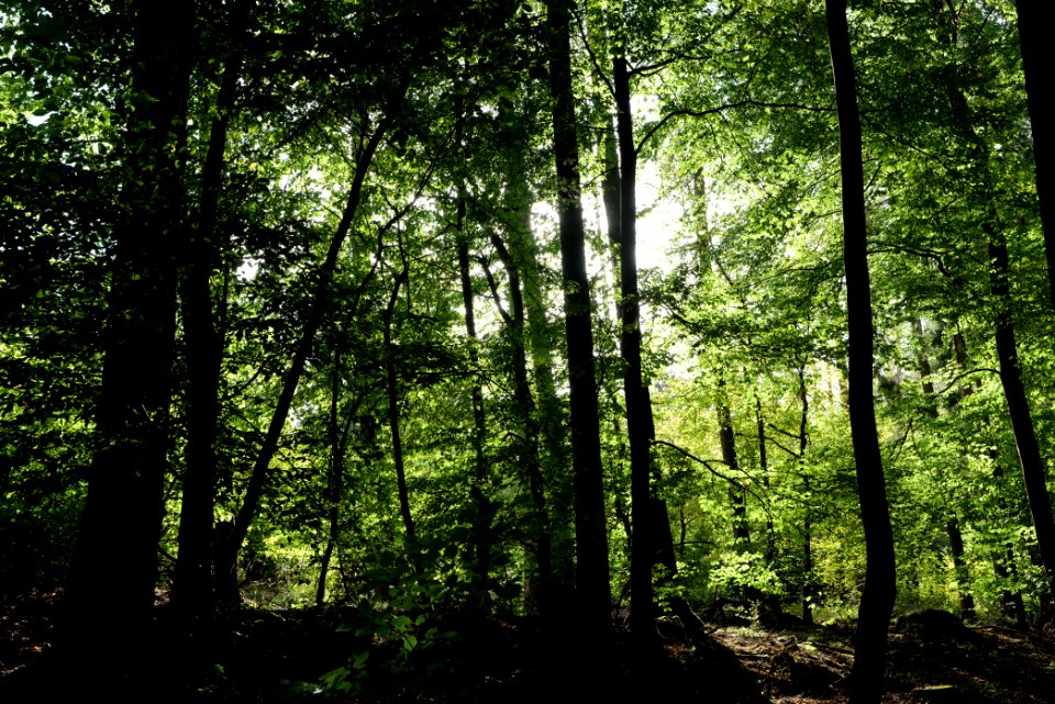 Dannenrod Forest 2020-10-04 21